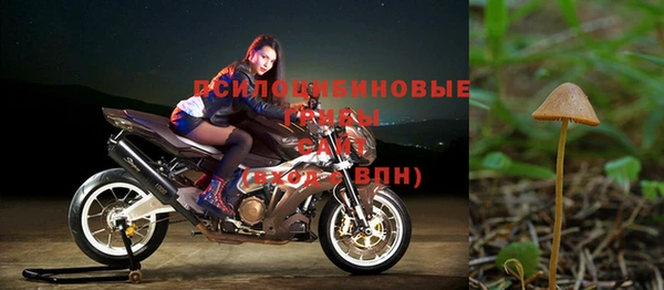 шишки Карпинск